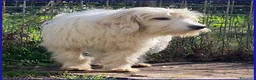 Meticcio cani in regalo: PEGGIO giovane spinoncino un po'timoroso a Provincia di Parma - Annuncio 7