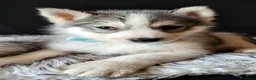 Husky cani in vendita: SIBERIAN HUSKY CUCCIOLATA CON PEDIGREE  - Annuncio 4