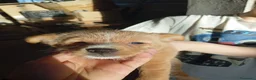 Meticcio cani in vendita: Cuccioli in adozione – Goito (MN) a Provincia di Mantova - Annuncio 3