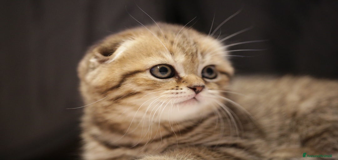 Immagine della galleria {{count}}