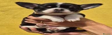 Chihuahua Cucciolo 1