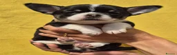 Chihuahua cani in vendita: Femmina tricolor a pelo corto  - Annuncio 1