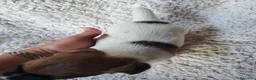 Jack Russell cani in vendita: Jack russell  - Annuncio 8