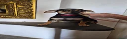 Meticcio cani in regalo: Michele - Annuncio 3