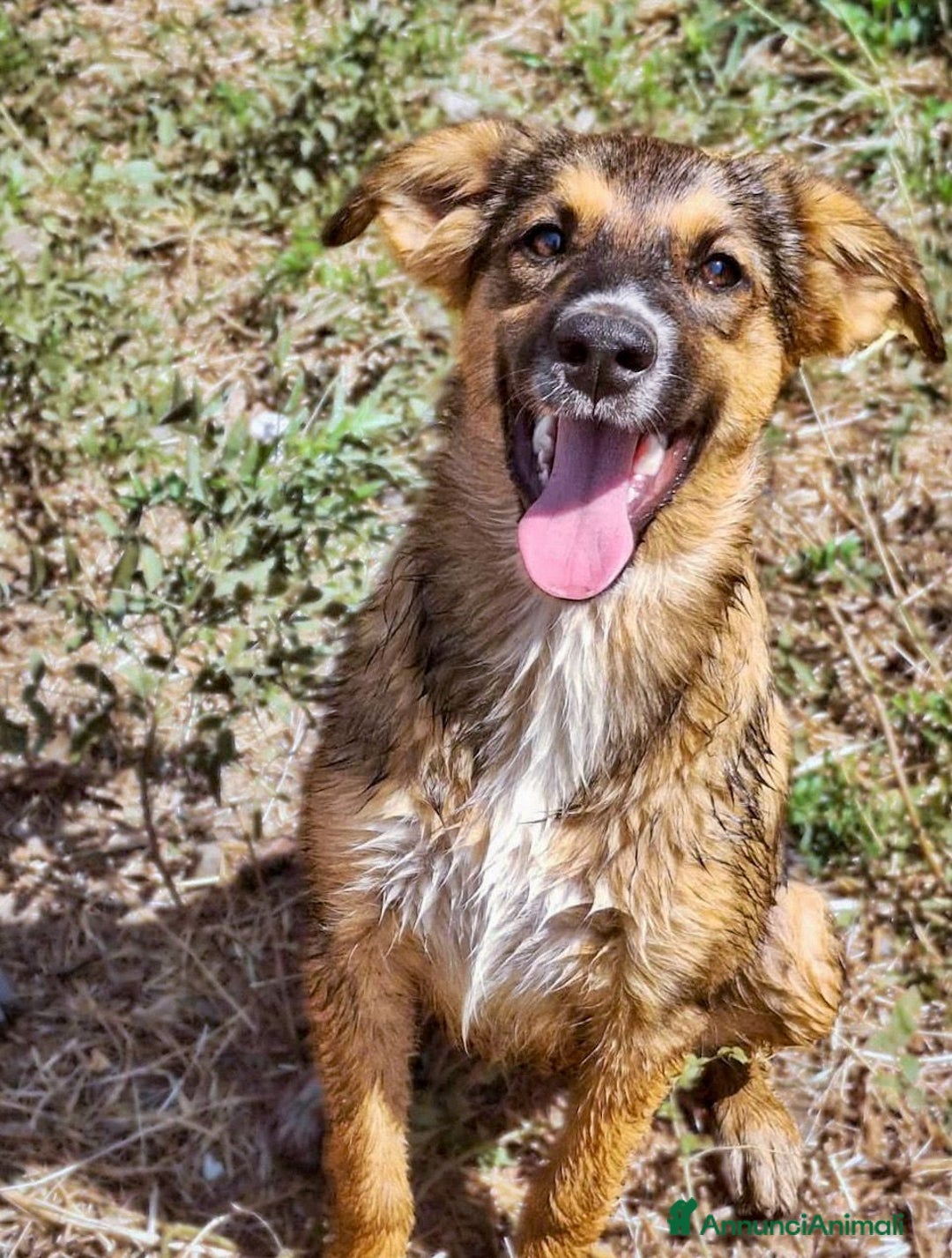 Meticcio cani in regalo: BRENDA 🩷 -cucciola dolcissima, affettuosa, solare - Annuncio 6