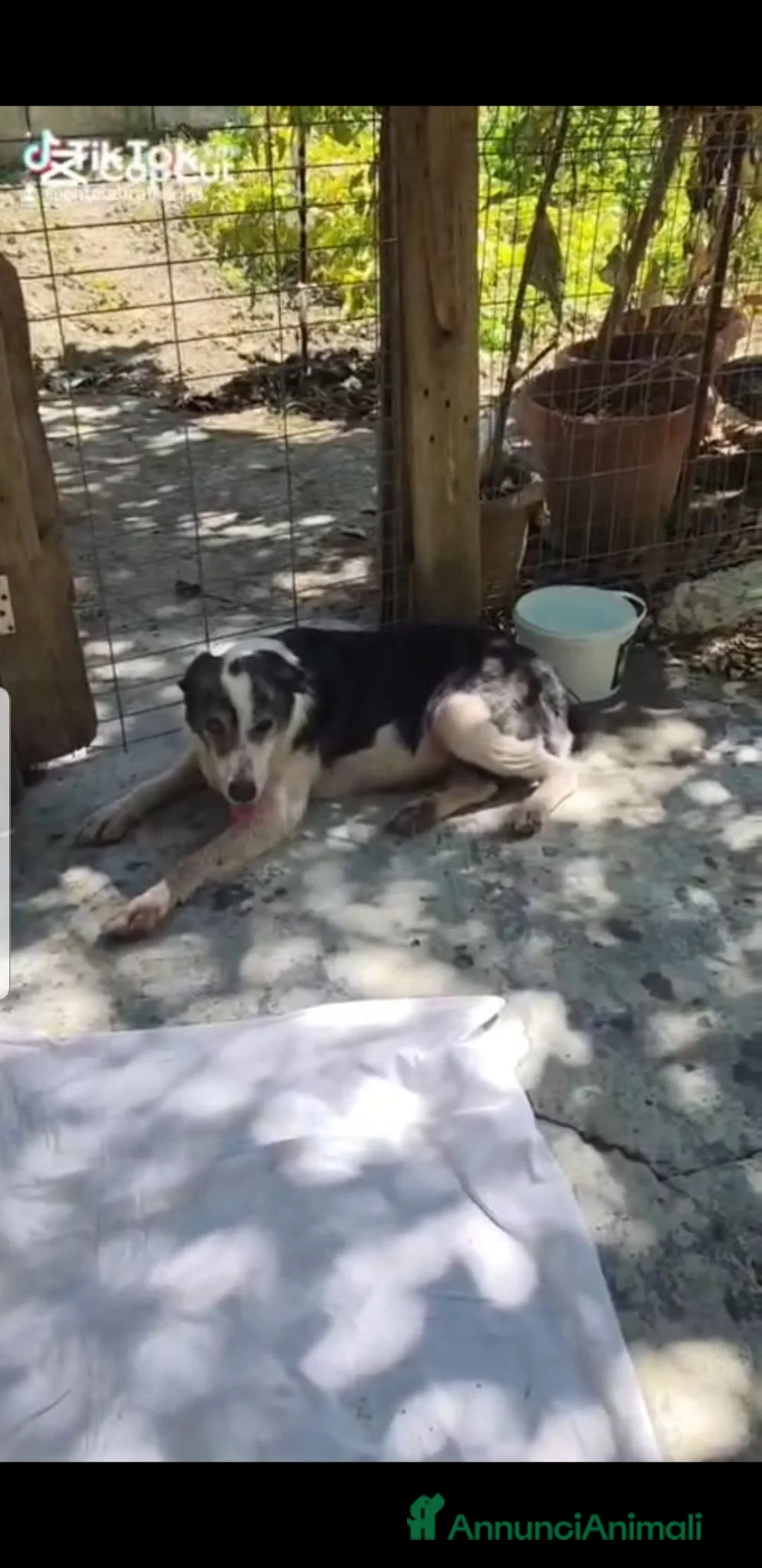 Meticcio cani in regalo: Leo 12 anni - Annuncio 1