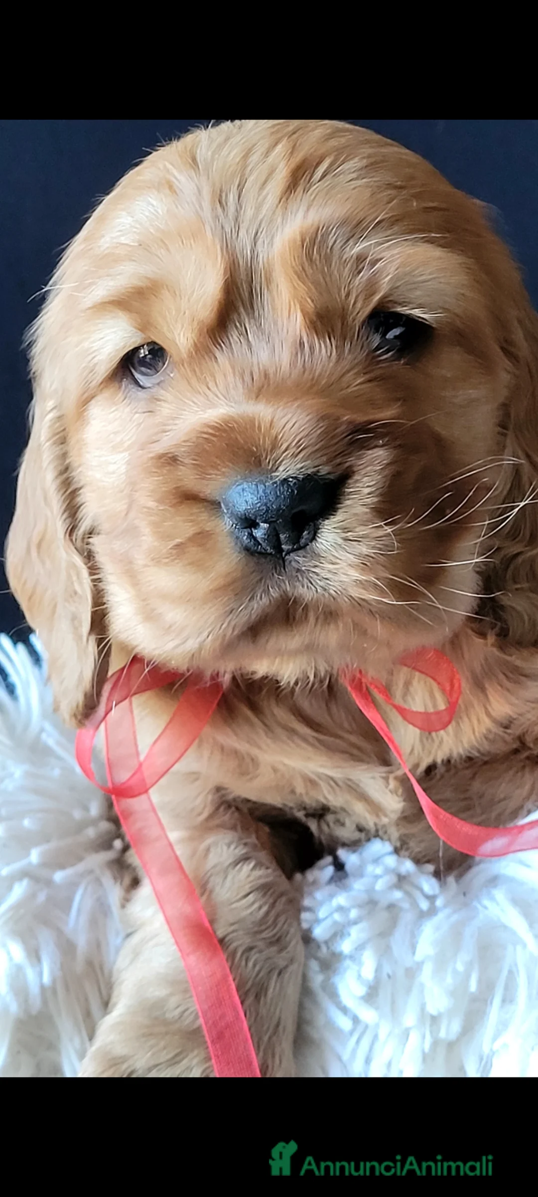 Cocker cani in vendita: COCKER SPANIEL INGLESE CUCCIOLI MASCHI - Annuncio 5