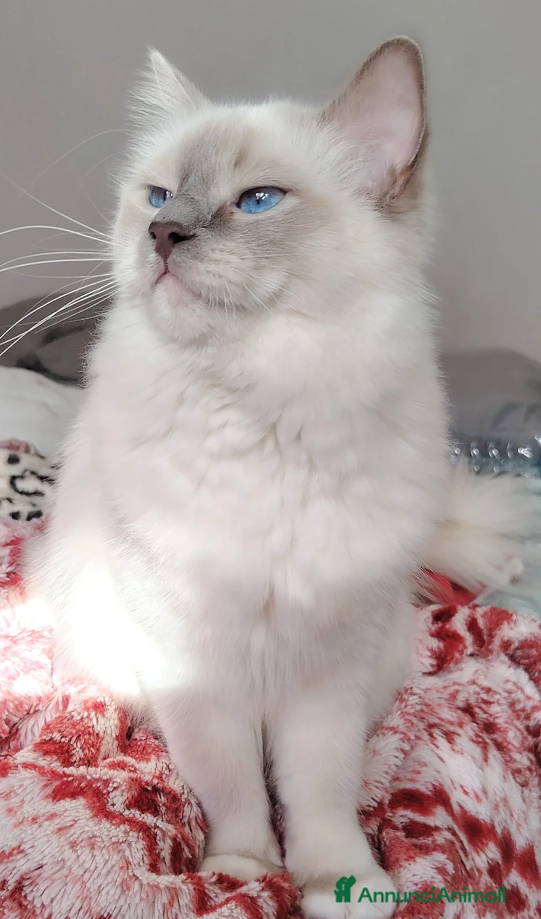 Ragdoll gatti in vendita: Gattini Ragdoll con pedigree  - Annuncio 2