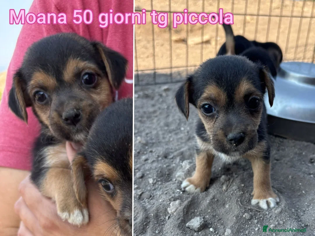 Meticcio cani in regalo: CANI TAGLIA PICCOLA E CONTENUTA  a Provincia di Pistoia - Annuncio 1