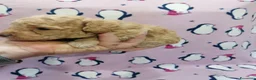 Barboncino cani in vendita: Barboncini nani cuccioli - Annuncio 13
