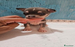 Chihuahua cani in vendita: Chihuahua da Allevamento Cucciolisole  a Provincia di Pisa - Immagine 12