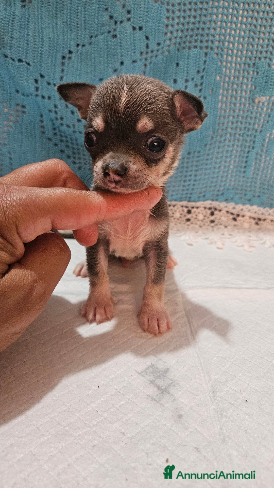 Chihuahua cani in vendita: Chihuahua da Allevamento Cucciolisole  a Provincia di Pisa - Immagine 12
