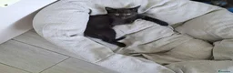 Altre razze gatti in regalo: 2 bellissimi gattini !! - Annuncio 20