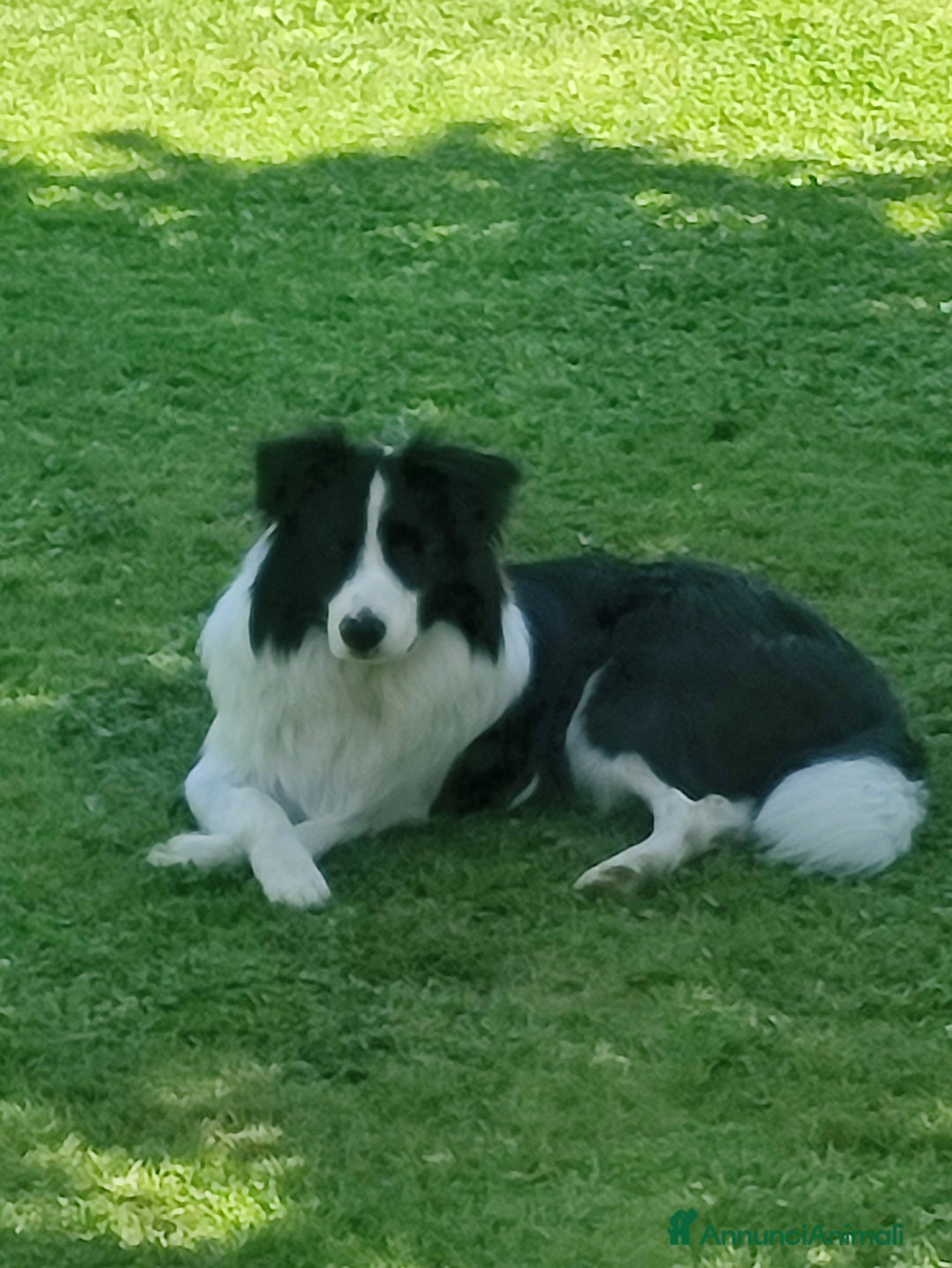 Border Collie cani per accoppiamento: Disponibile accoppiamento a Città Metropolitana di Venezia - Immagine 5