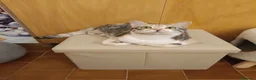Meticcio gatti in regalo: IRIDELLA, gattina per adozione del cuore. - Annuncio 6