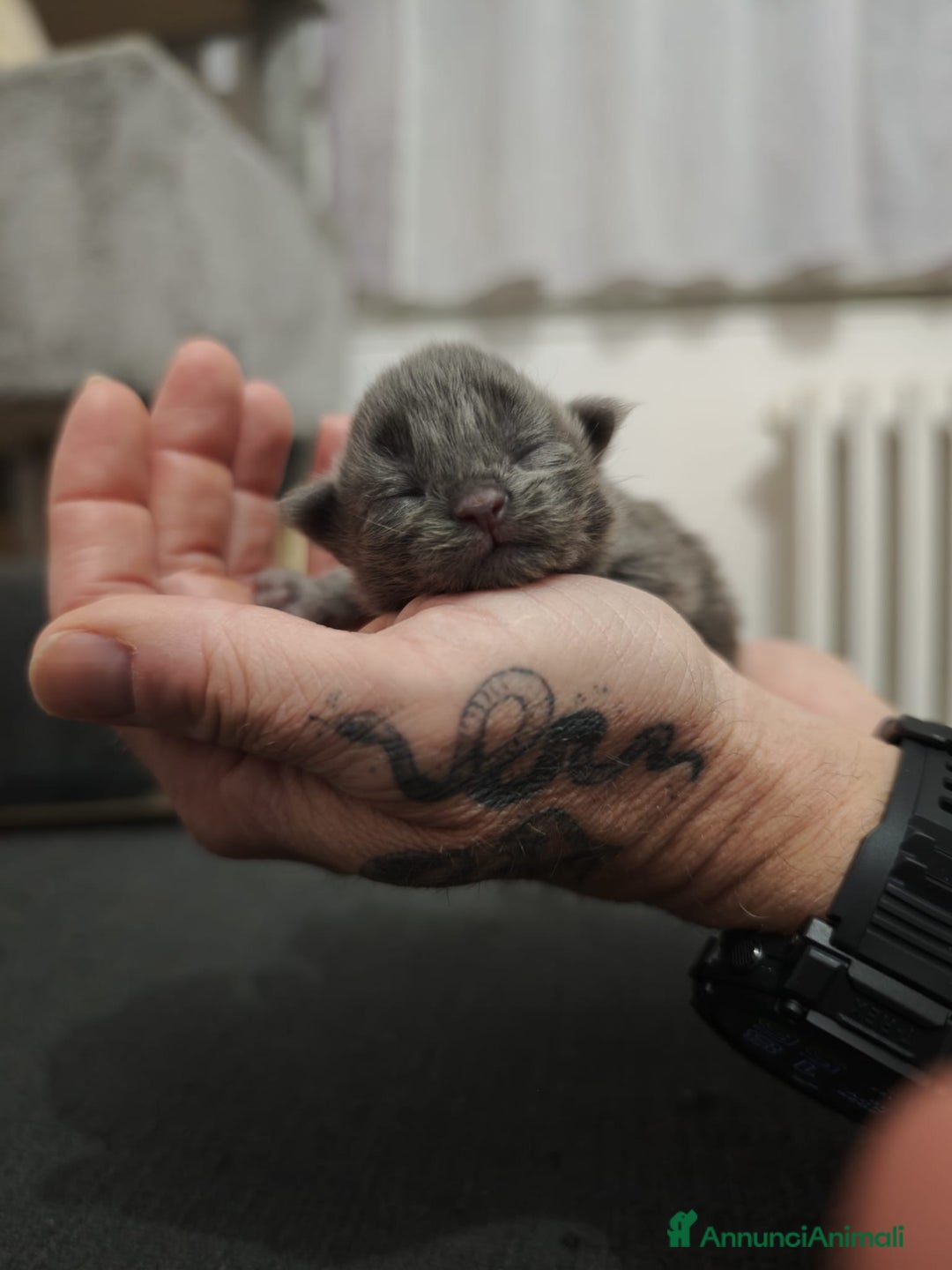 Maine Coon gatti in vendita: Cuccioli Maine Coon Blue - Annuncio 2