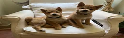 Shiba Inu cani in vendita: Splendidi cuccioli di Shiba Inu - Annuncio 3
