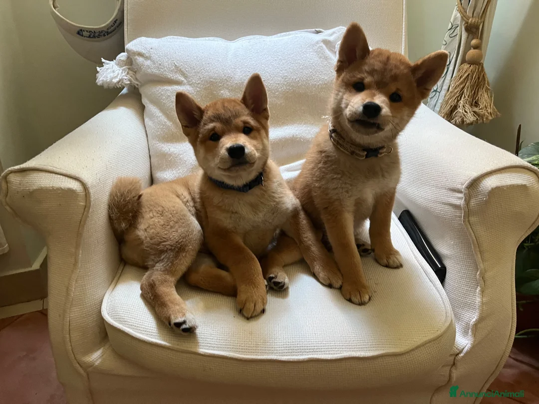 Shiba Inu cani in vendita: Splendidi cuccioli di Shiba Inu - Annuncio 3