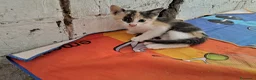 Altre razze gatti in regalo: Gattini cercano casa - Annuncio 3