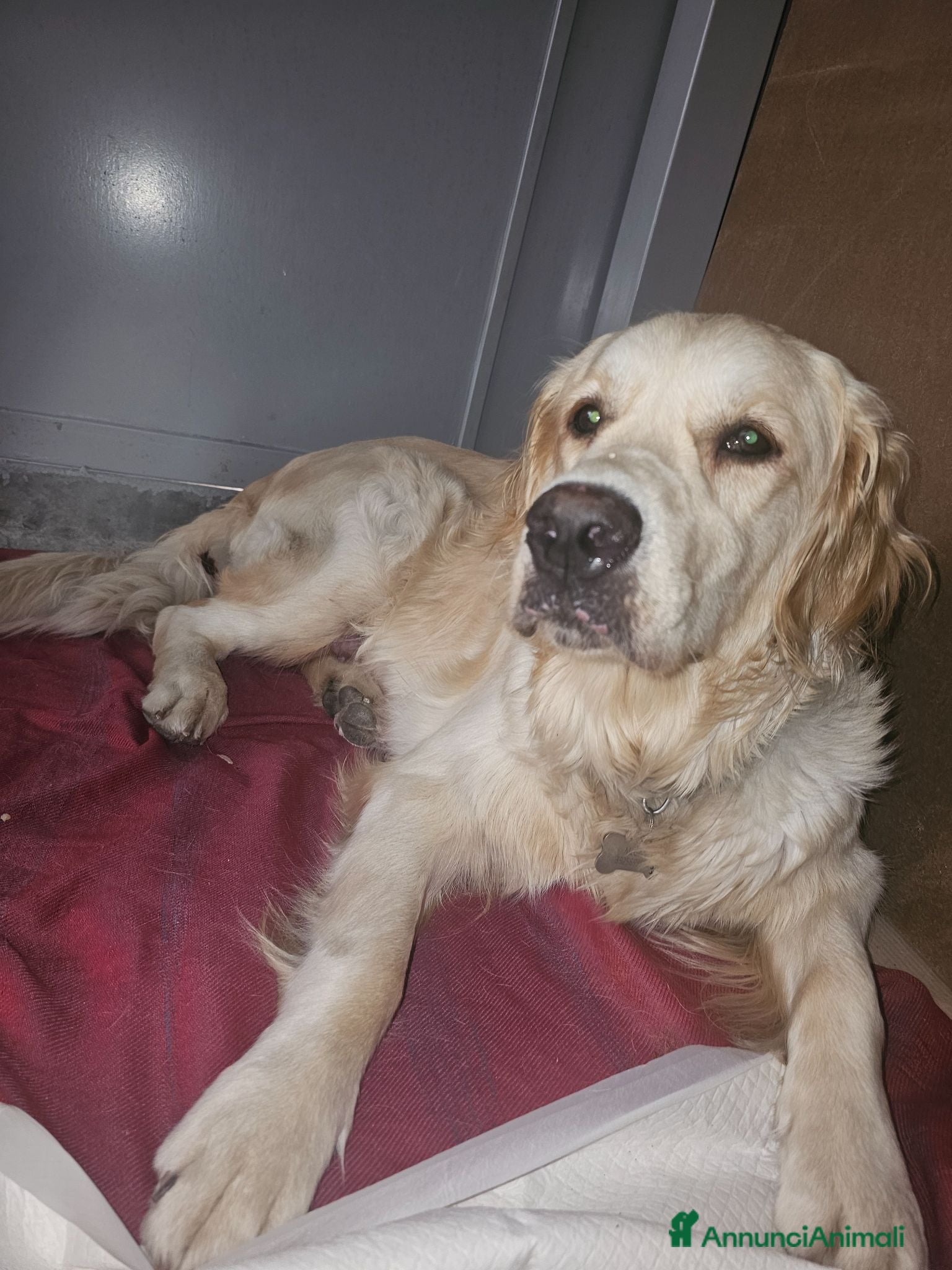 Golden Retriever cani Cuccioli golden linea inglese  - Annuncio 2
