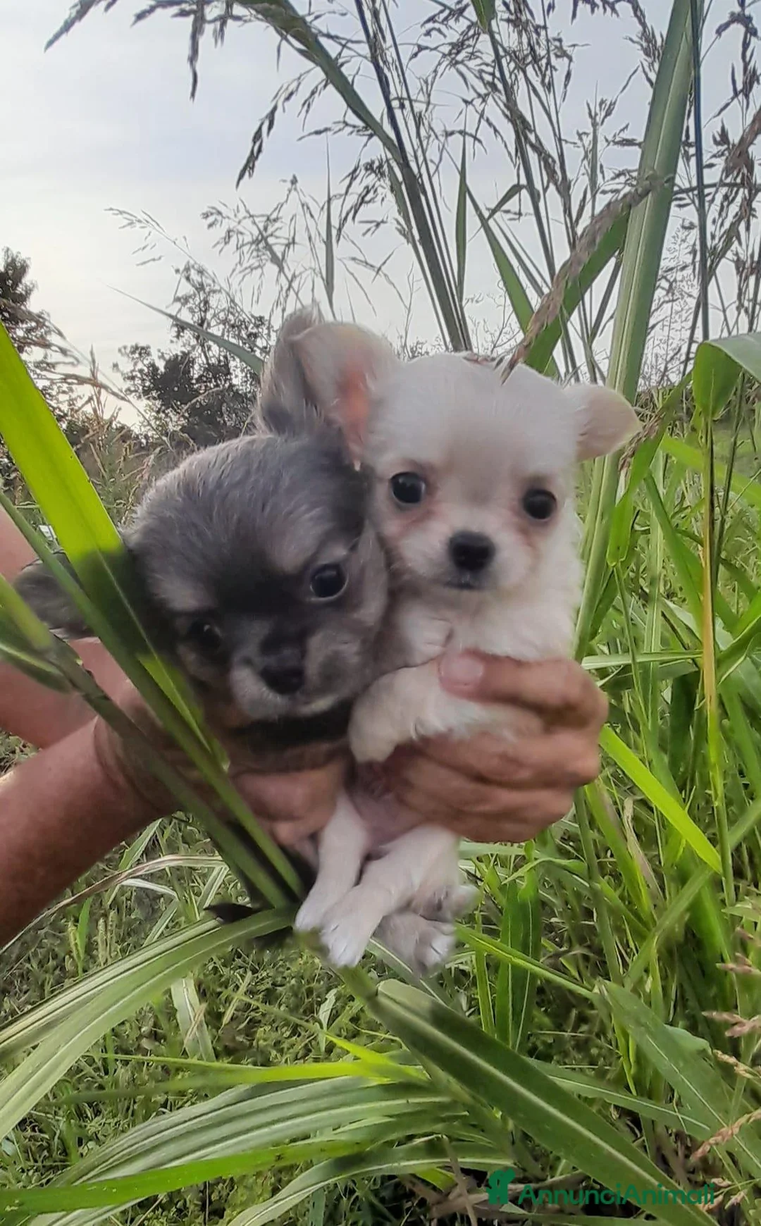 Chihuahua cani in vendita: Cuccioli chihuahua  - Annuncio 2