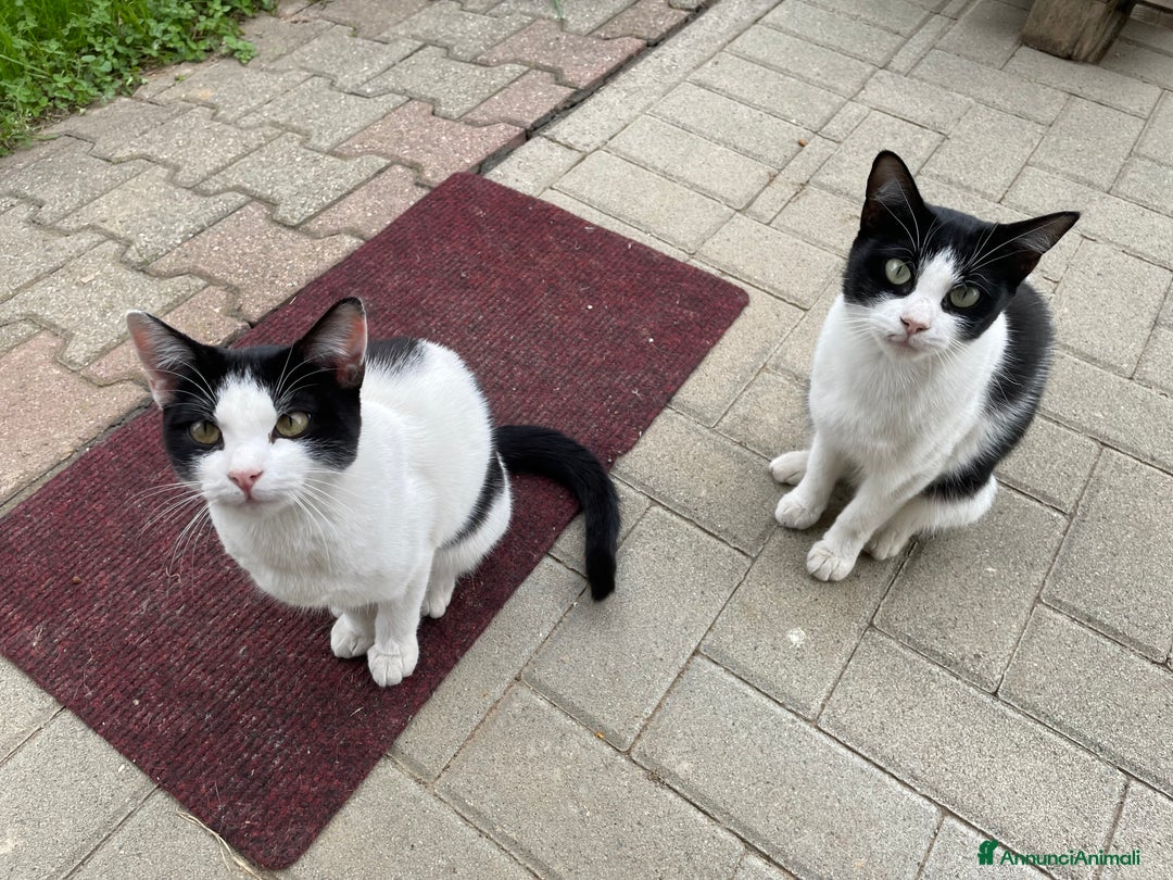 Europeo gatti in regalo: Gattine bianche e nere  - Annuncio 2