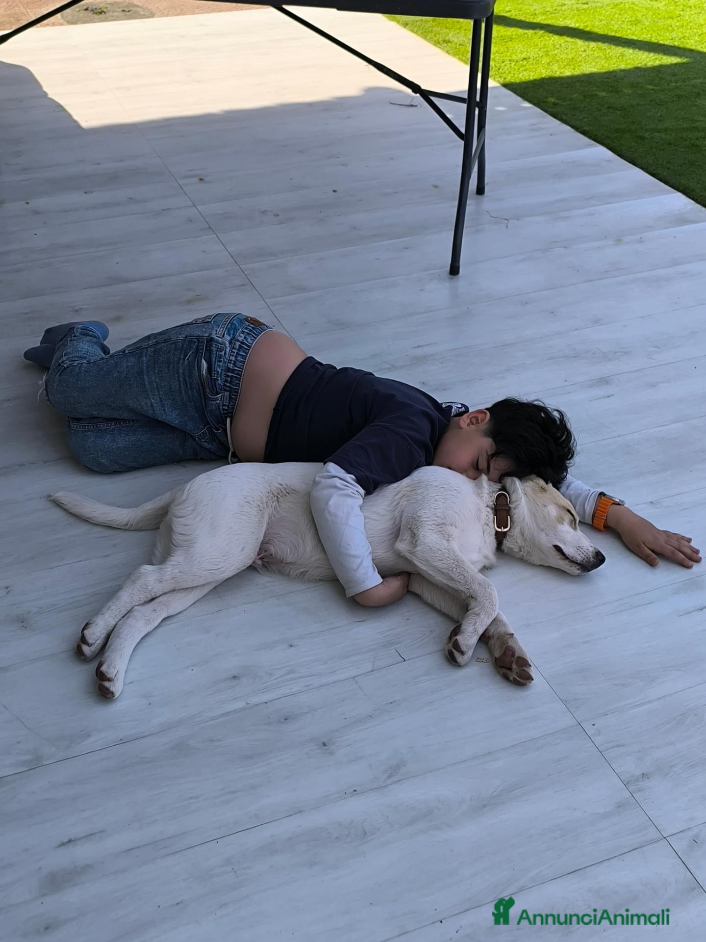 Meticcio cani Regalo cucciolo di incrocio labrador - Annuncio 4