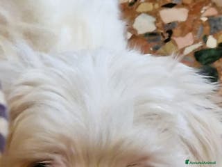 Maltese cani Maltesi cucciole femmine - Annuncio 14