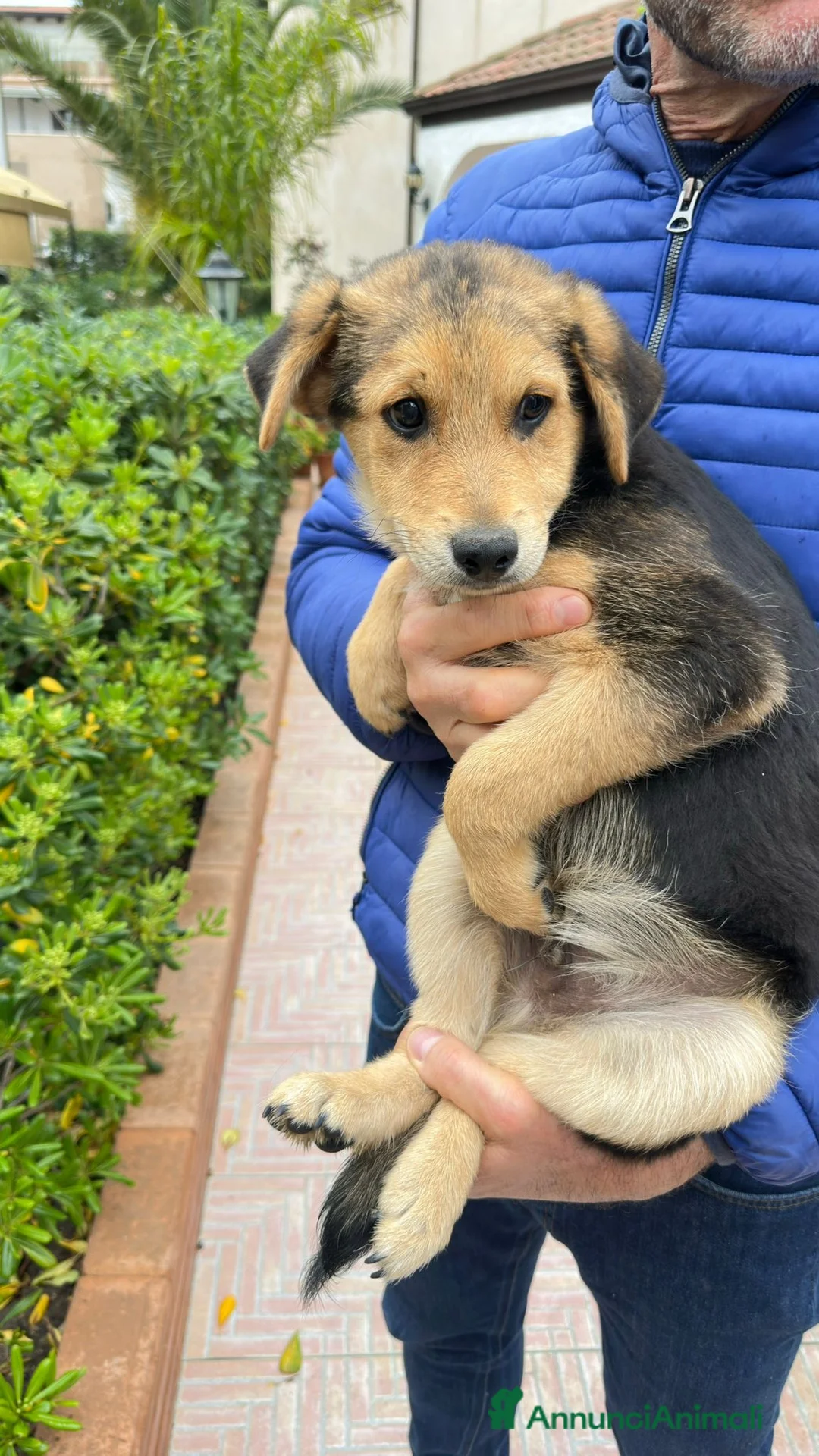 Meticcio cani in regalo: PLUTO 💙-cucciolo taglia media.Chiami per lui?🙏🏻 - Annuncio 6