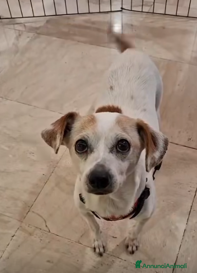 Meticcio cani ADOZ.DEL CUORE: 10 anni, tornata in canile,! - Annuncio 2