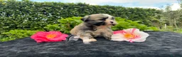 Maltipoo cani in vendita: Barboncino Maltipoo Lhasa Apso Tre Quarti di Luna - Annuncio 2