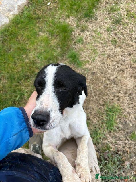 Meticcio cani BRINA cerca la sua famiglia! - Annuncio 23