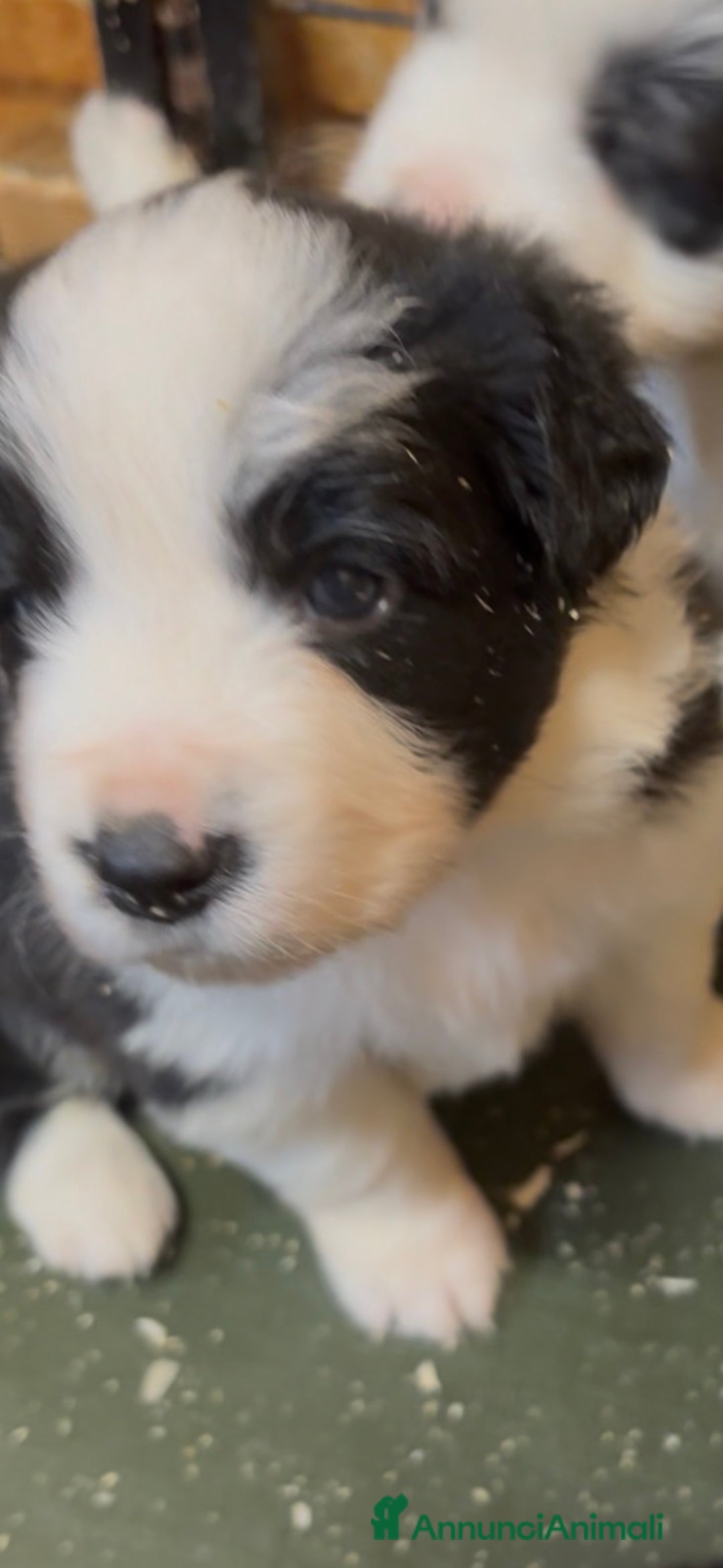 Border Collie cani in vendita: Border collie allevamento BELVERDE  - Annuncio 4