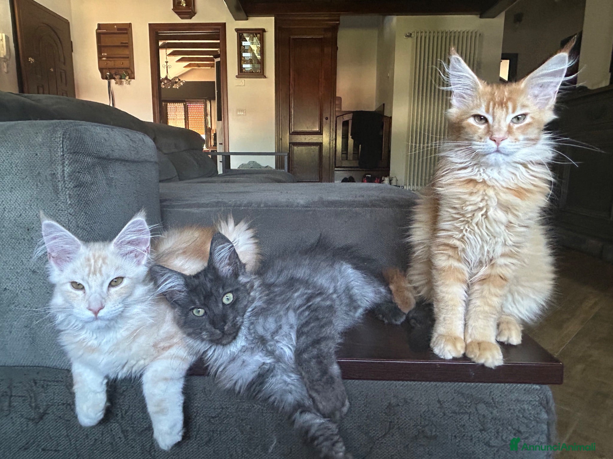 Maine Coon gatti Maine Coon  - Annuncio 23