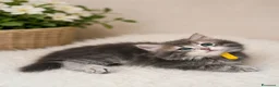Siberiano gatti in vendita: Cuccioli gatto siberiano pedigree ENFI  - Annuncio 6