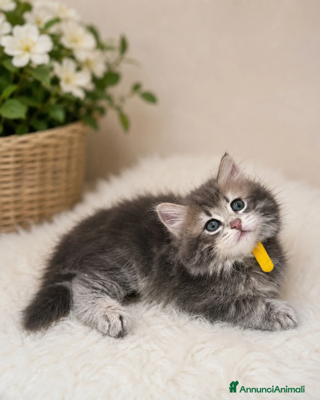 Siberiano gatti in vendita: Cuccioli gatto siberiano pedigree ENFI  - Annuncio 6