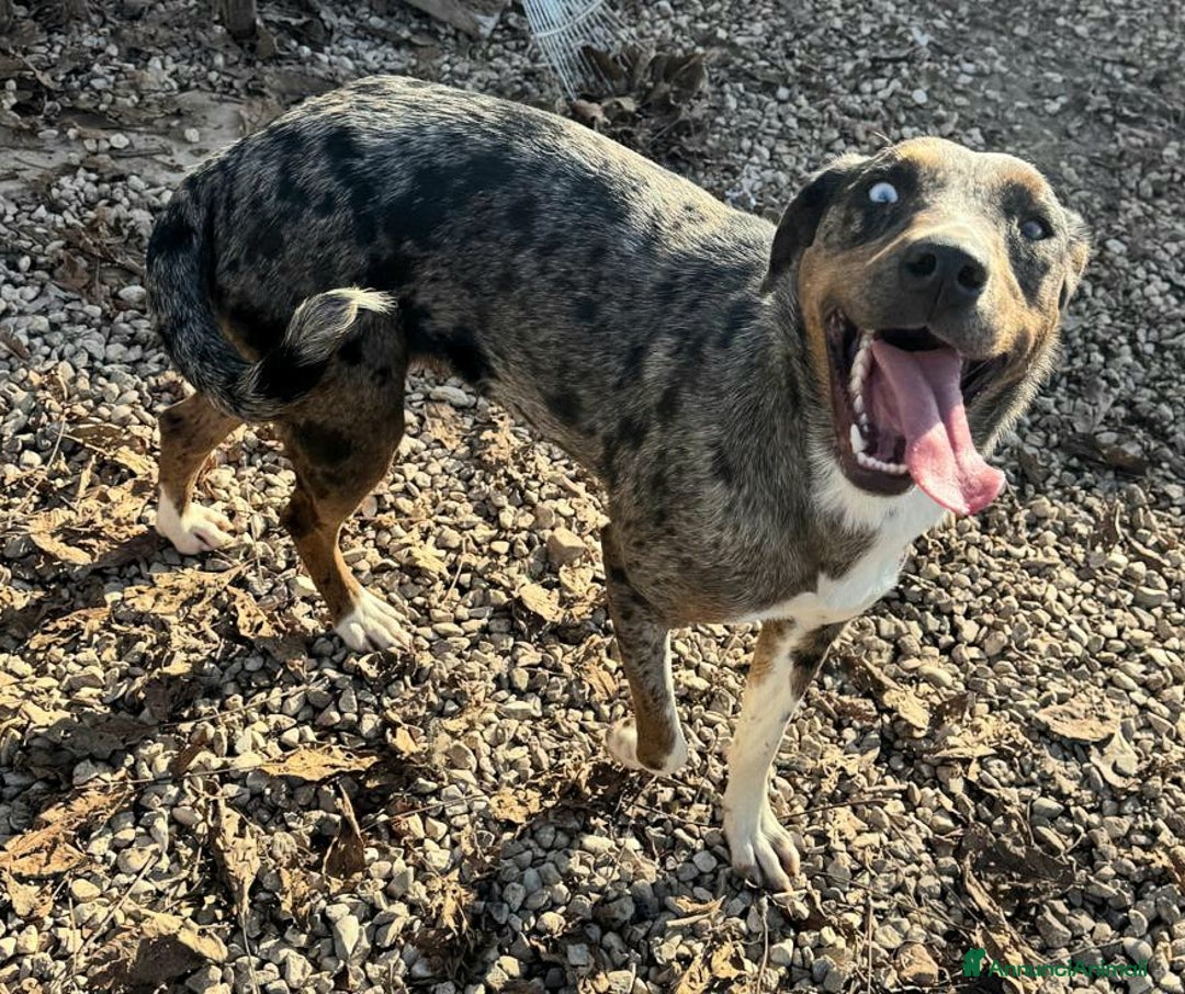 Meticcio cani in regalo: Astrid 1 anno taglia media  - Annuncio 5