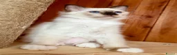 Sacro di Birmania gatti in vendita: Gravinensis Nestore – Sacro di Birmania - Annuncio 3