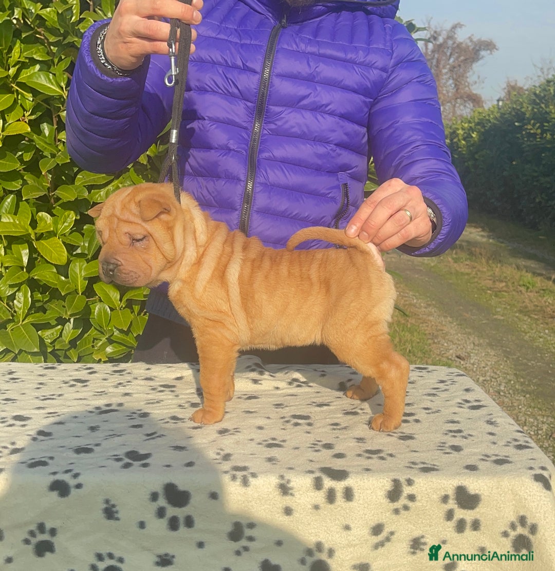 Shar Pei cani in vendita: Shar Pei alta genealogia  - Annuncio 6