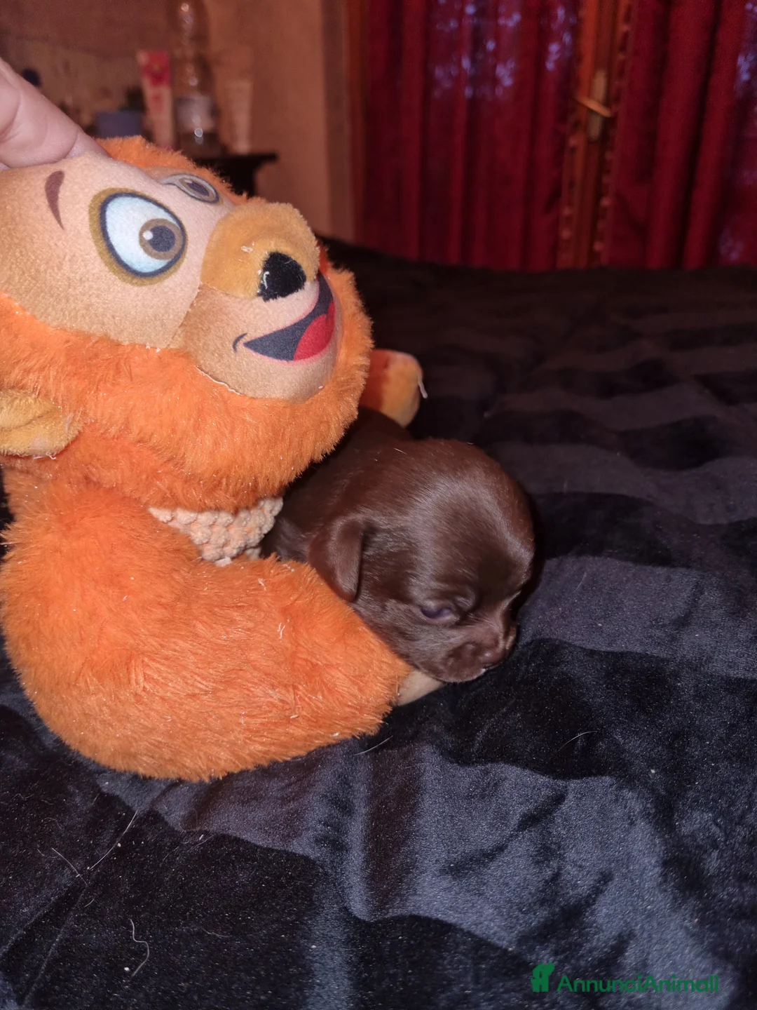 Chihuahua cani in vendita: Cuccioli di chihuahua toy  - Annuncio 2