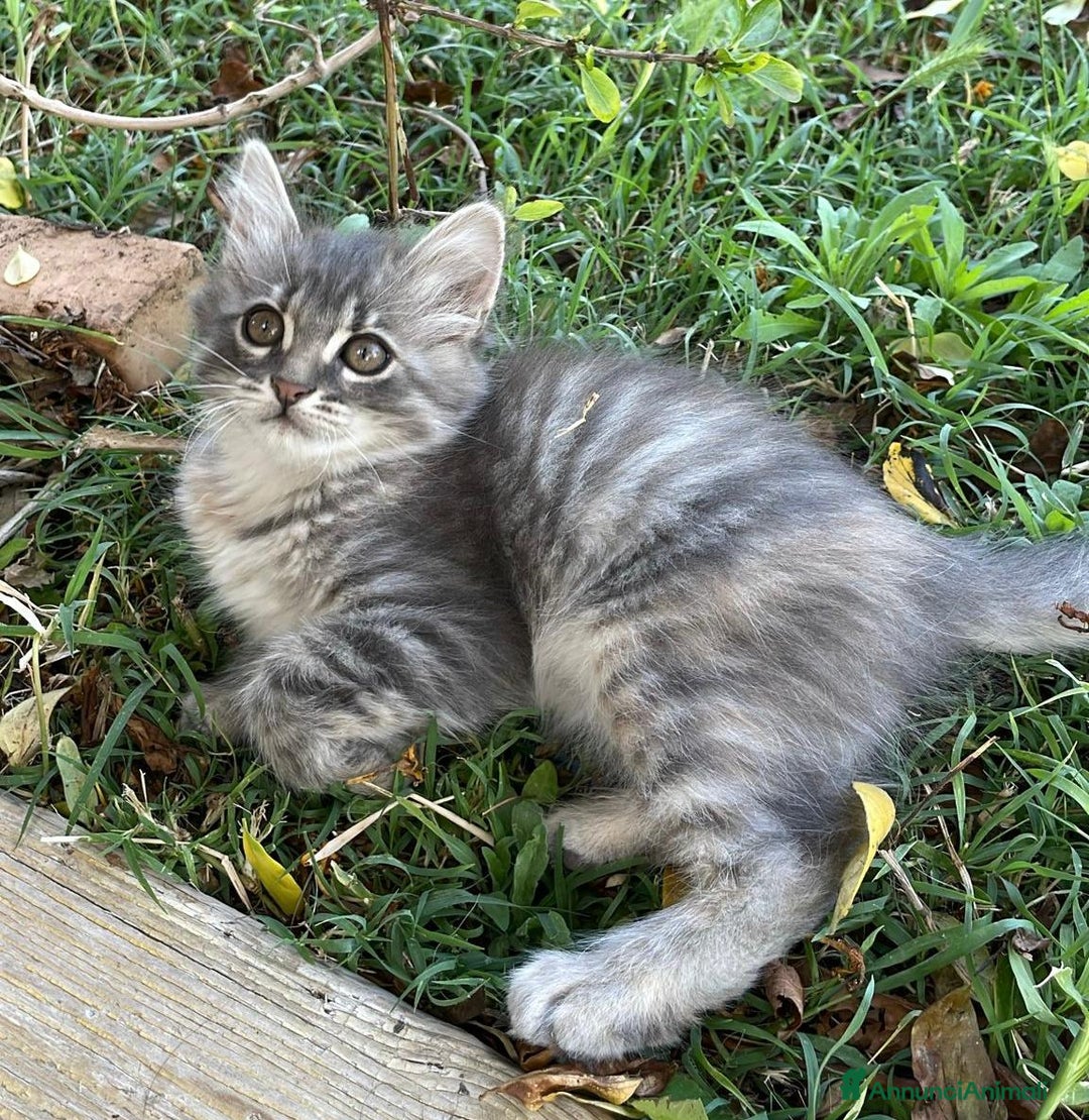Altre razze gatti in regalo: 7 gattini stanno cercando casa a Provincia di Ascoli Piceno - Immagine 2