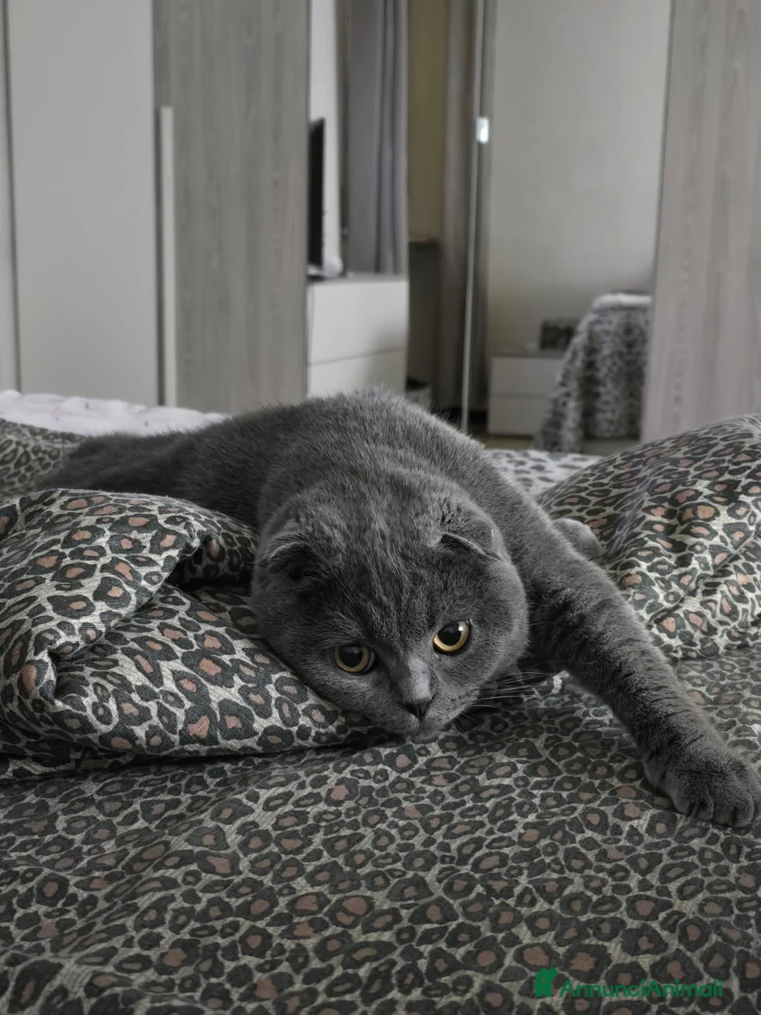 Scottish gatti per accoppiamento: CERCO FIDANZATO BRITISCH a Provincia di Piacenza - Annuncio 5