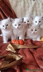 Ragdoll gatti Gattini Ragdoll con Pedigree - Annuncio 7