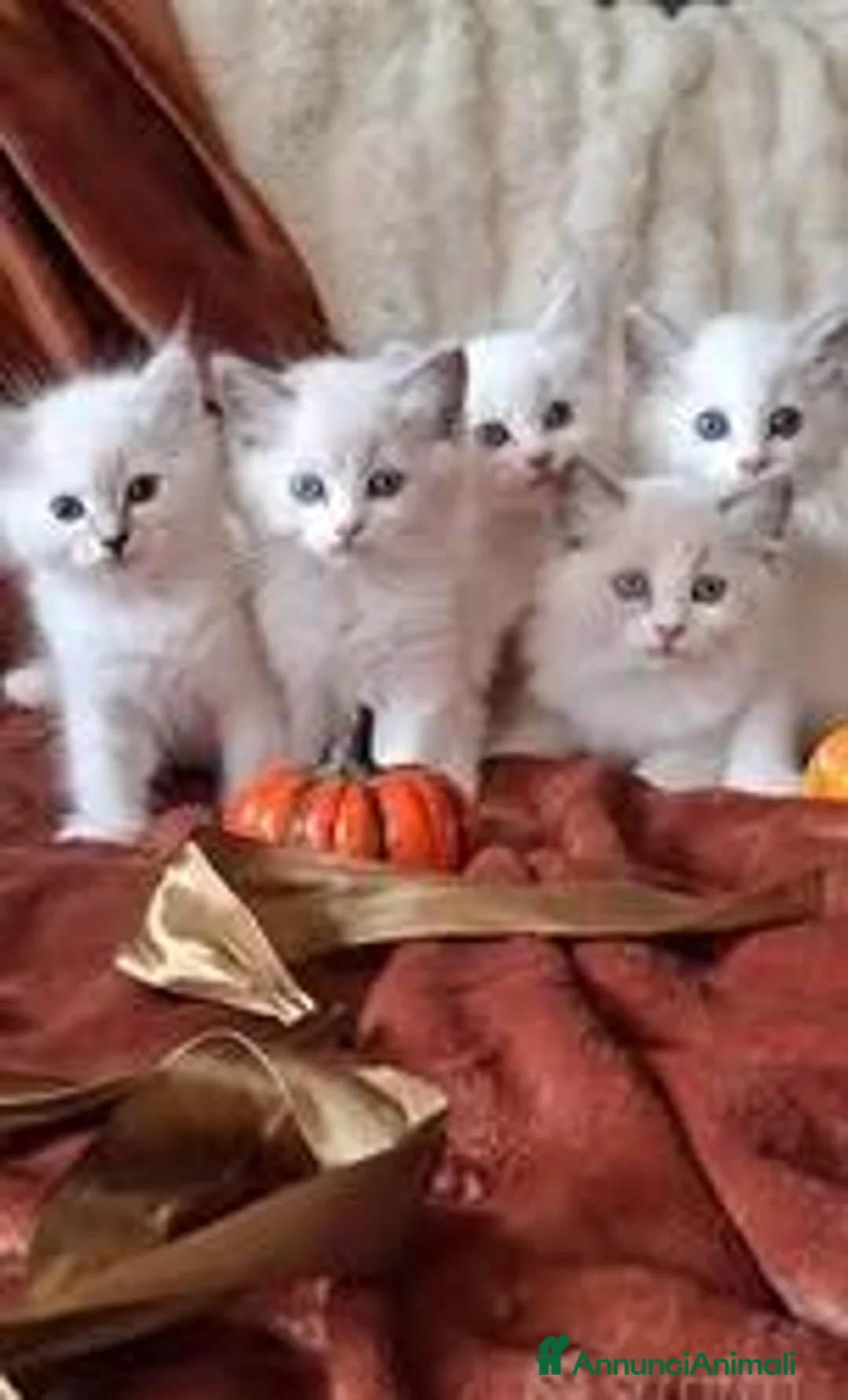 Ragdoll gatti in vendita: Gattini Ragdoll con Pedigree - Annuncio 1