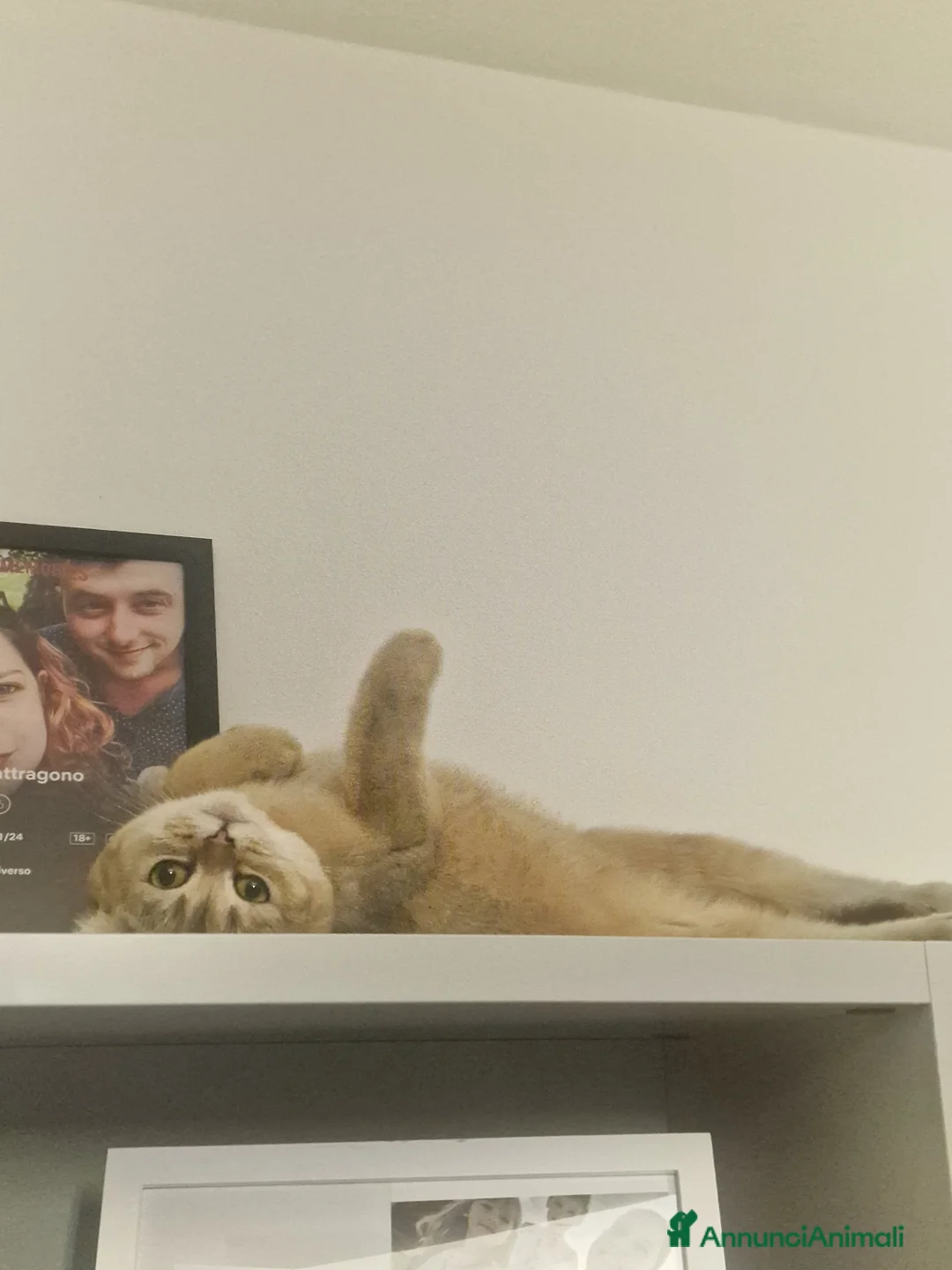 Scottish gatti in vendita: Gatta scottish straight  - Annuncio 4