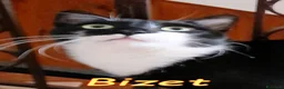Europeo gatti in regalo: BIZET GATTINO SUPERCOCCOLO - Annuncio 5