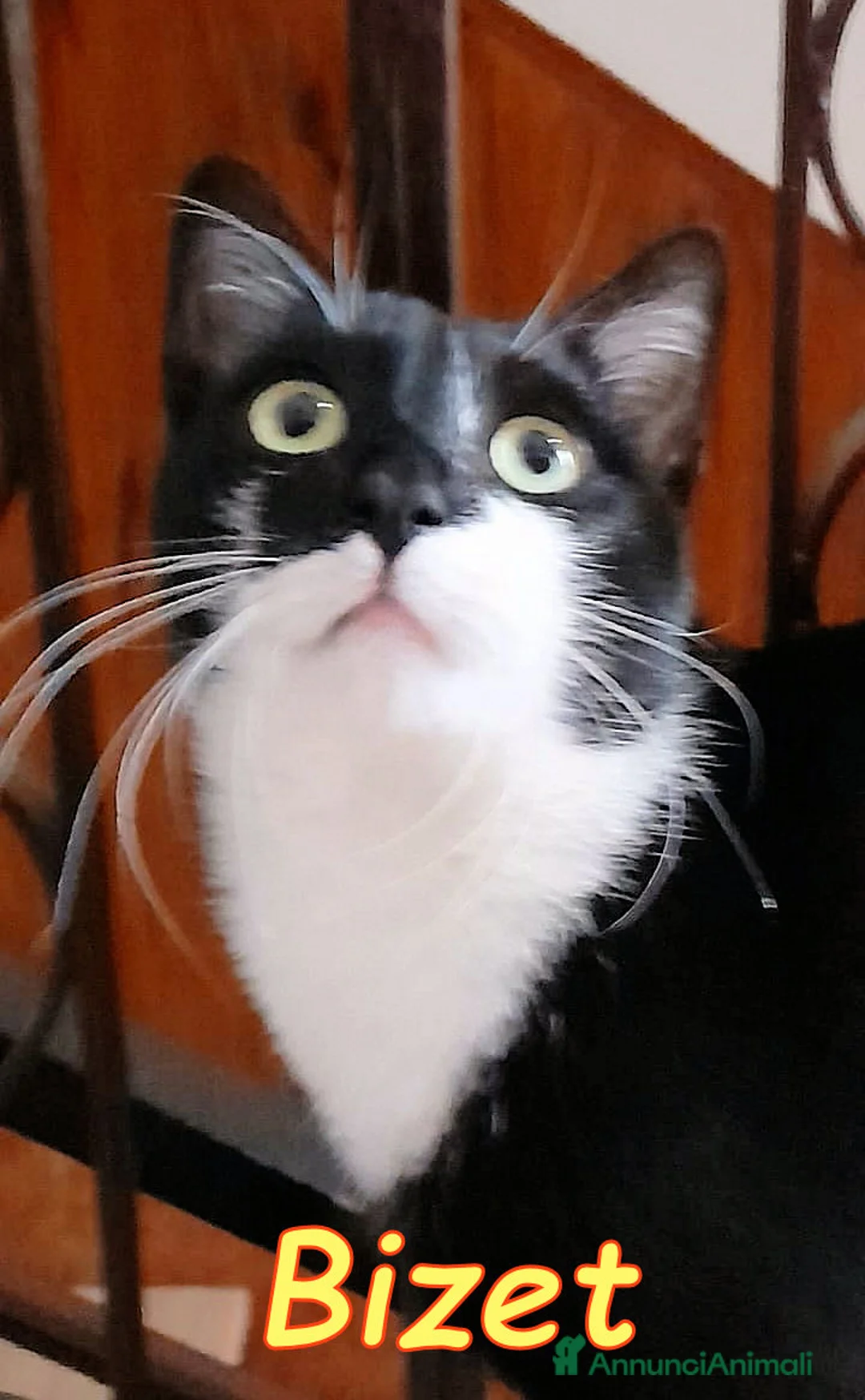 Europeo gatti in regalo: BIZET GATTINO SUPERCOCCOLO - Annuncio 5