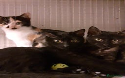 Altre razze gatti in regalo: GATTINI AMOREVOLI  a Città metropolitana di Milano - Immagine 1