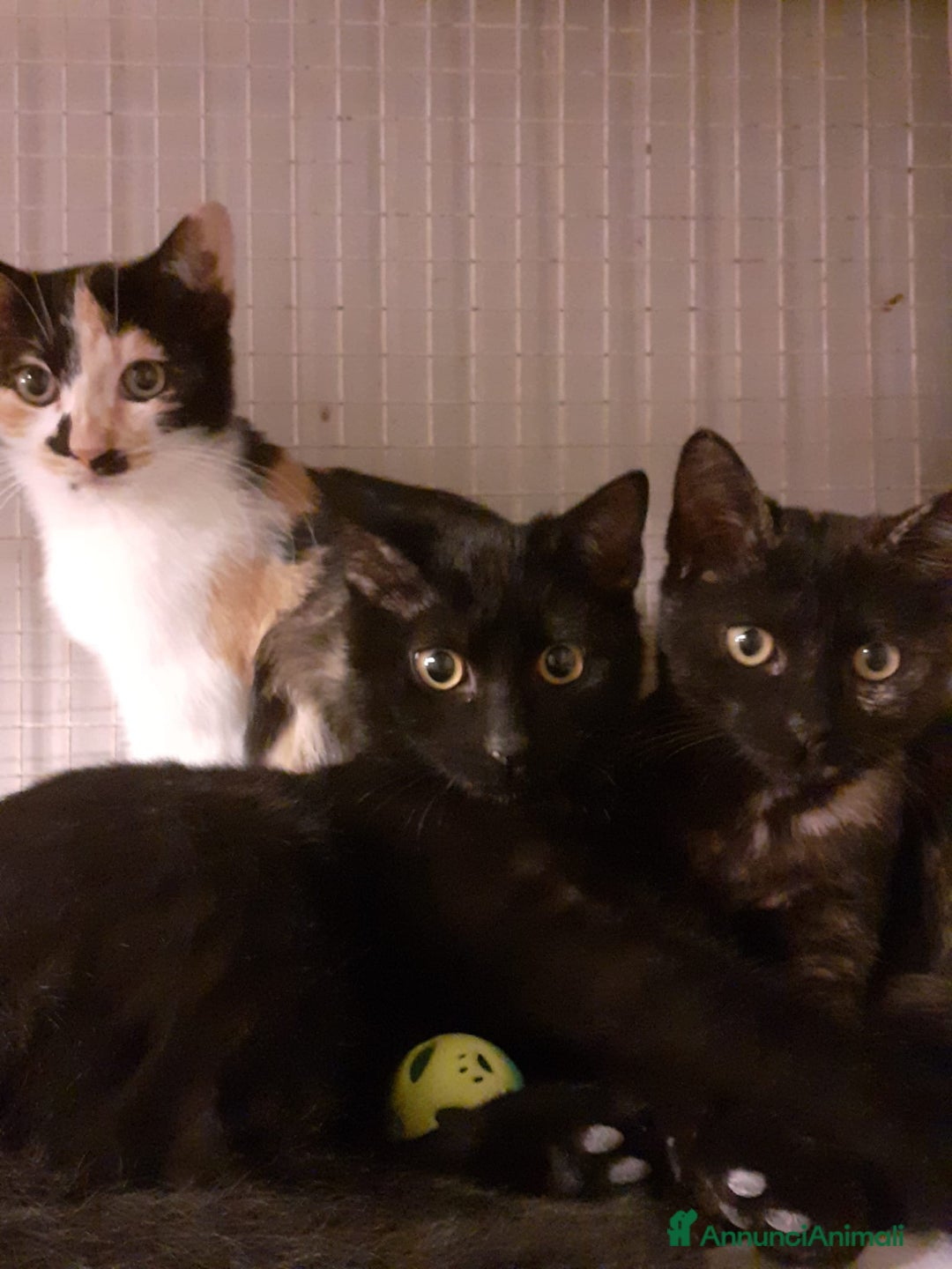 Altre razze gatti in regalo: GATTINI AMOREVOLI  a Città metropolitana di Milano - Immagine 1