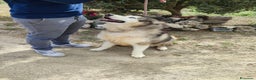 Husky cani in regalo: Stupendi malamute  IN REGALO a Città metropolitana di Catania - Annuncio 3